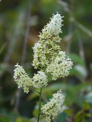 Melanthieae