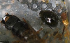 Limnohydrobius melaenus