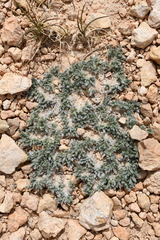 Oxytropis oreophila