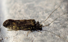 Myopsocus