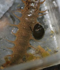 Limnohydrobius melaenus