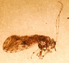 Myopsocus