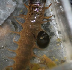 Limnohydrobius melaenus