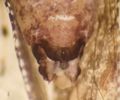 Myopsocus