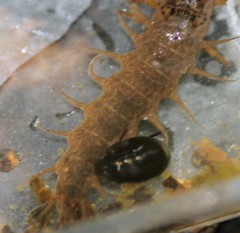 Limnohydrobius melaenus