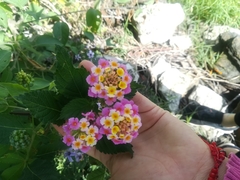 Lantana camara