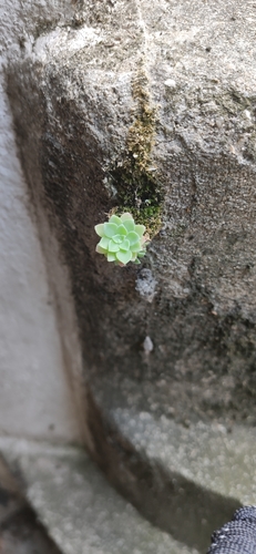 Sedum palmeri S.Watson 3