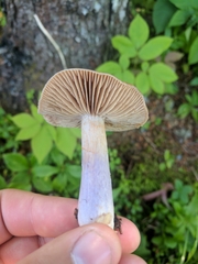 Cortinarius collinitus