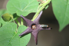 Cochliomyia
