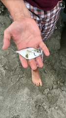 Trachinotus carolinus