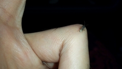 Pseudopachybrachius basalis