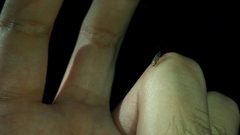 Pseudopachybrachius basalis