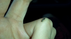 Pseudopachybrachius basalis