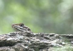 Laudakia tuberculata