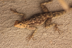 Agama dodomae dodomae