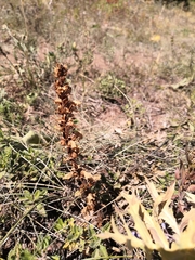 Orobanche hederae