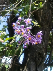 Solanum dulcamaroides