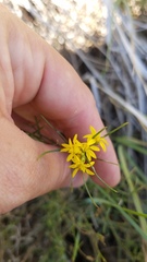 Gutierrezia sphaerocephala