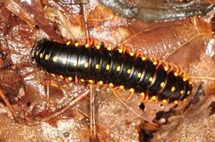 Brachoria hendrixsoni