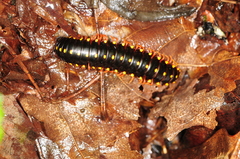 Brachoria hendrixsoni