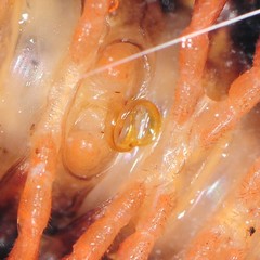 Brachoria hendrixsoni