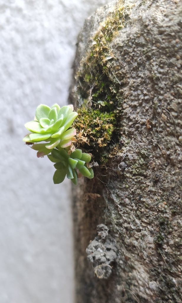 Sedum palmeri