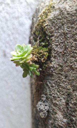 Sedum palmeri S.Watson 2
