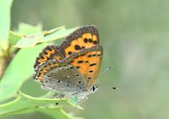 Lycaena panava