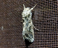 Spodoptera littoralis