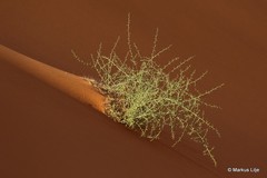 Acanthosicyos horridus