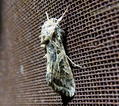 Spodoptera littoralis