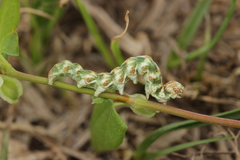 Cucullia absinthii