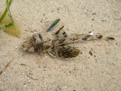 Chelidonichthys lucerna