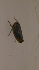 Phlepsius