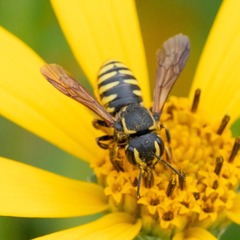 Paranthidium jugatorium