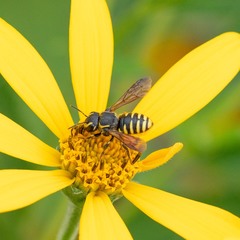 Paranthidium jugatorium
