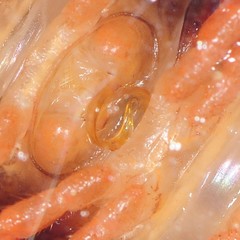 Brachoria hendrixsoni