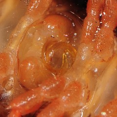 Brachoria hendrixsoni