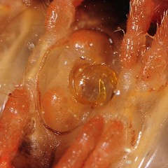 Brachoria hendrixsoni