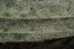 Podosphaera plantaginis