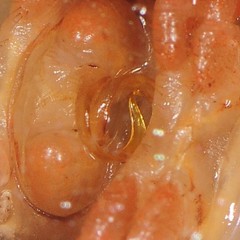 Brachoria hendrixsoni