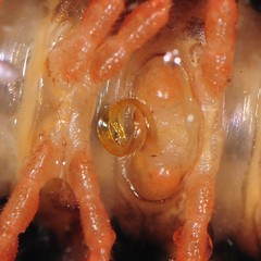 Brachoria hendrixsoni