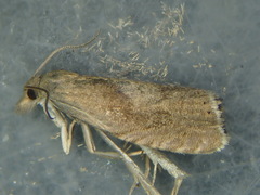 Dichrorampha simpliciana