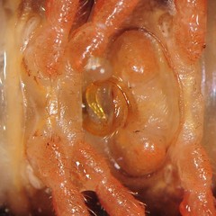 Brachoria hendrixsoni