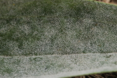 Podosphaera plantaginis