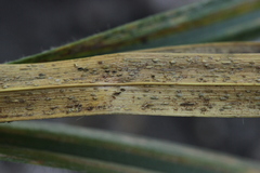 Puccinia urticata urticae-hirtae