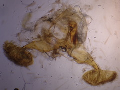 Dichrorampha simpliciana