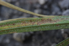 Puccinia urticata urticae-hirtae
