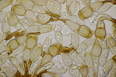 Puccinia urticata urticae-hirtae