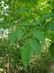 Gymnocladus dioicus